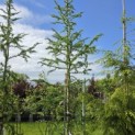 Larix kaempferi 'Diana' - 1