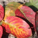Amelanchier lamarckii - herfstkleur