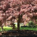 Acer palmatum 'Garnet' - 7