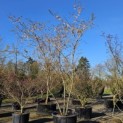Prunus x Subhirtella 'Autumnalis' - april 2025