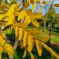 #539 Gleditsia triacanthos ‘Inermis’ Falscher Christusdorn