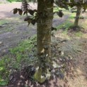 Fagus sylvatica 'Atropunicea' - 6