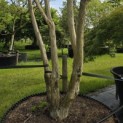 Heptacodium miconioides - Foto 3