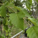 Betula nigra - 3