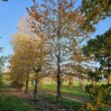 Fagus sylvatica - 1