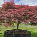Acer palmatum 'Garnet' - 1