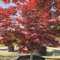Acer palmatum 'Fireglow' - 5