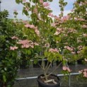 Cornus 'Rosy Teacups' - Foto 2