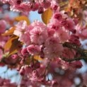 prunus serrulata 'Kanzan'