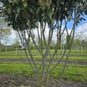 Prunus laur. Caucasica - 7
