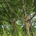 Sophora japonica - Foto 4