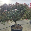 Rhododendron yakushimanum 'Hydon Velvet' - 1