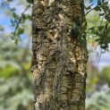 Quercus suber - 2