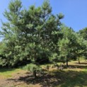 Pinus sylvestris - Foto 1