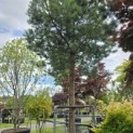 Pinus sylvestris - 4