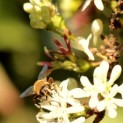 Heptacodium miconoides - Foto 1