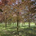 Fagus sylvatica 'Atropunicea' -  juni 2024