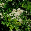 Crataegus monogyna - impressie voorjaarsbloei