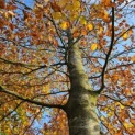 Fagus sylvatica 'Atropunicea' - 1
