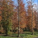 Fagus sylvatica 'Atropunicea' - 2