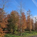 Fagus sylvatica 'Atropunicea' - 3