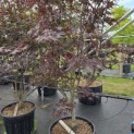 Acer palmatum 'Red Emperor' - 3