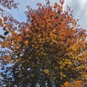 Fagus sylvatica 'Atropunicea' - mei 2026