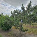 Pinus nigra Oregon Green - 7
