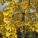 Ginkgo biloba - 1