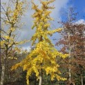 Ginkgo biloba - 2