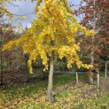 Ginkgo biloba - 3