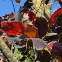 Fagus sylvatica 'Riversii' - 3