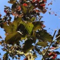Fagus sylvatica 'Riversii' - 2