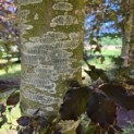 Fagus sylvatica 'Atropunicea' - Foto 8