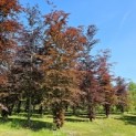 Fagus sylvatica 'Atropunicea' - 2