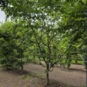 Carpinus betulus - 2