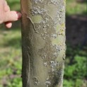 Platanus x hispanica 'Alphen's Globe' - 2