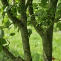 Liriodendron tulipifera 'Aureomarginatum' - Foto 3