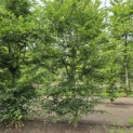 Carpinus betulus - 3