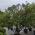 Photinia fraseri 'Red Robin' - 1