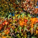 Liquidambar styraciflua - 1