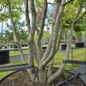 Parrotia persica - Foto 1