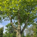 Gymnocladus dioica - 1