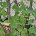 Quercus rubra - Foto 2