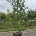 Quercus rubra - Foto 3