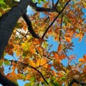 #160 Acer griseum x nikoense Papierahorn