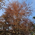 Fagus sylvatica 'Atropunicea' - 2