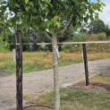 Acer Rubrum 'Brandywine' - 2