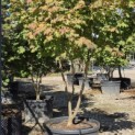 Acer japonicum 'Vitifolium' - Foto 3