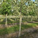 Liriodendron tulipifera 'Snowbird' - 3